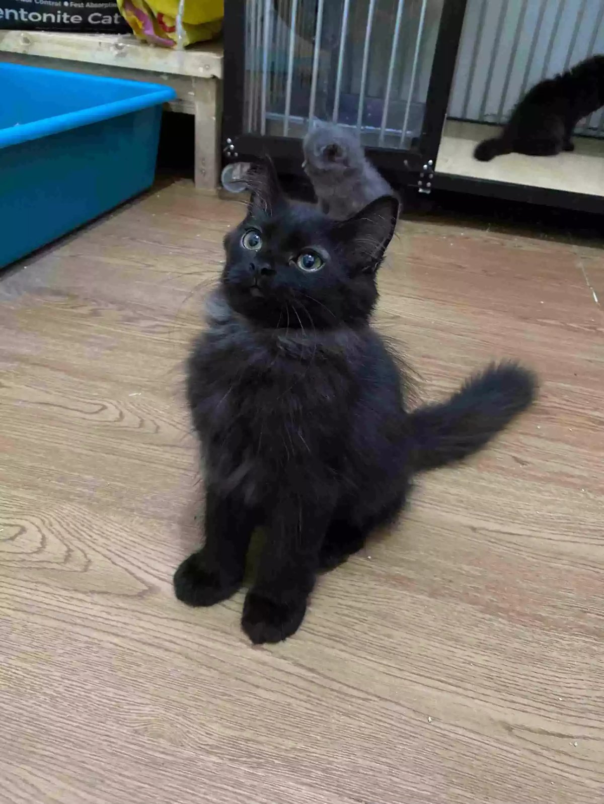 Kucing Persia Hitam Smoke Gelap Bulu Lebat Aktif