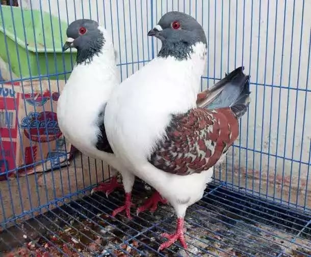 Burung Merpati Modena Gazzi