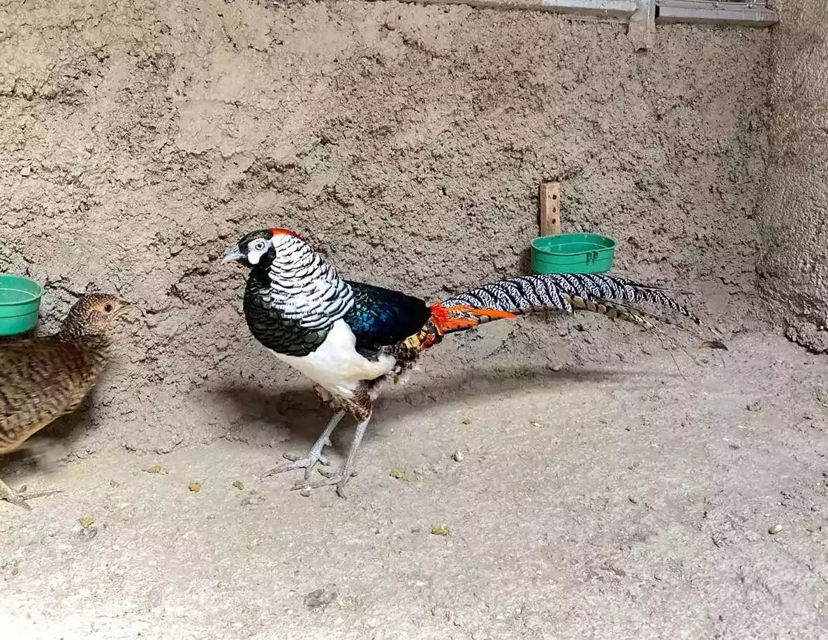 Lady Amherst's Pheasant