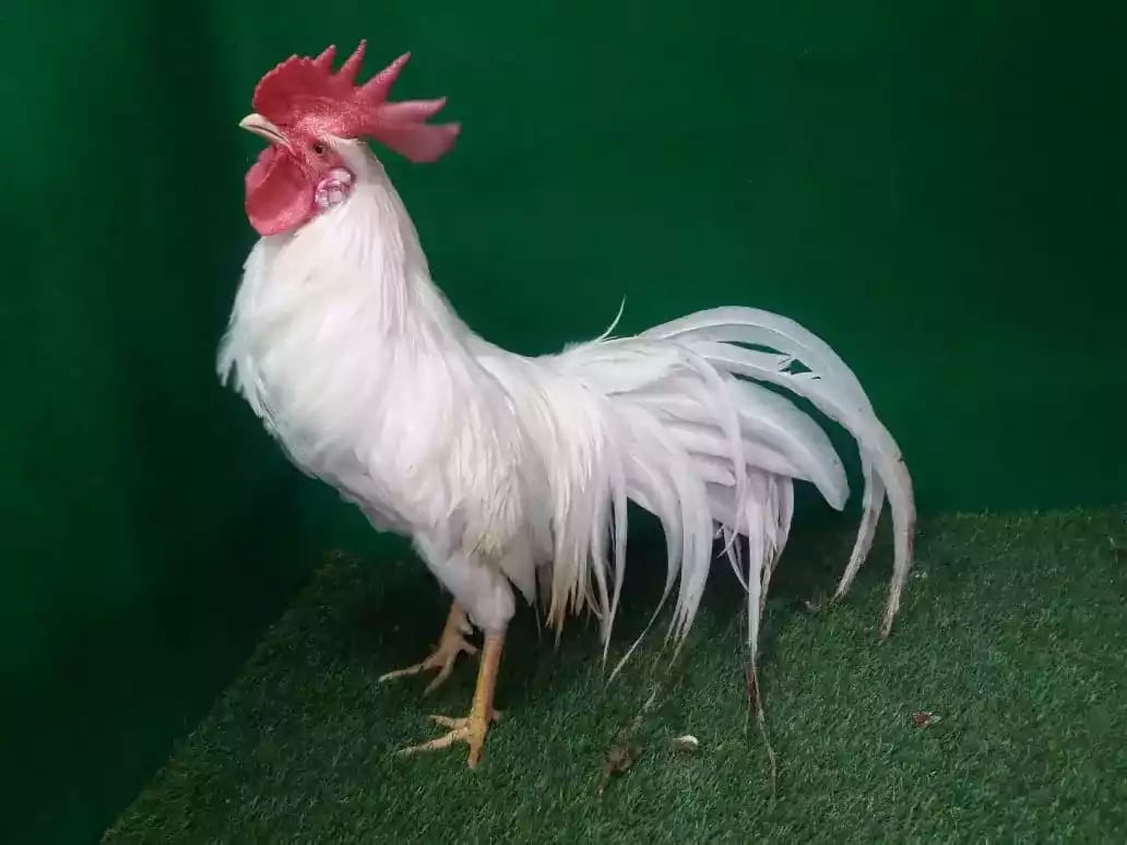 Ayam Onagadori