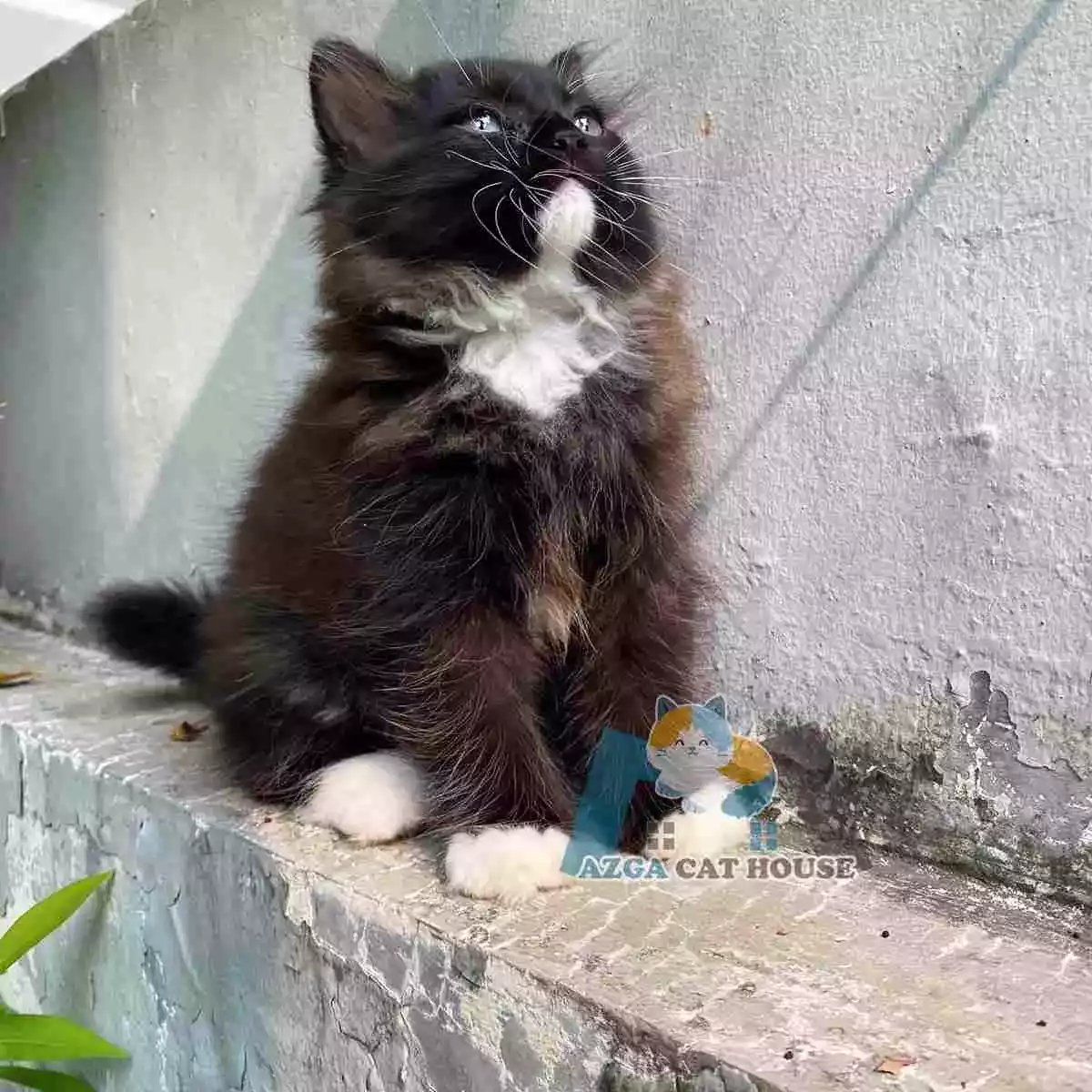 Kucing Persia Hitam Putih Longhair Bulu Lebat Aktif