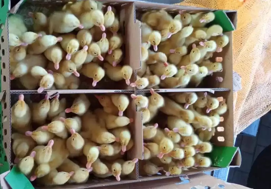 DOD Bebek Peking Pedaging