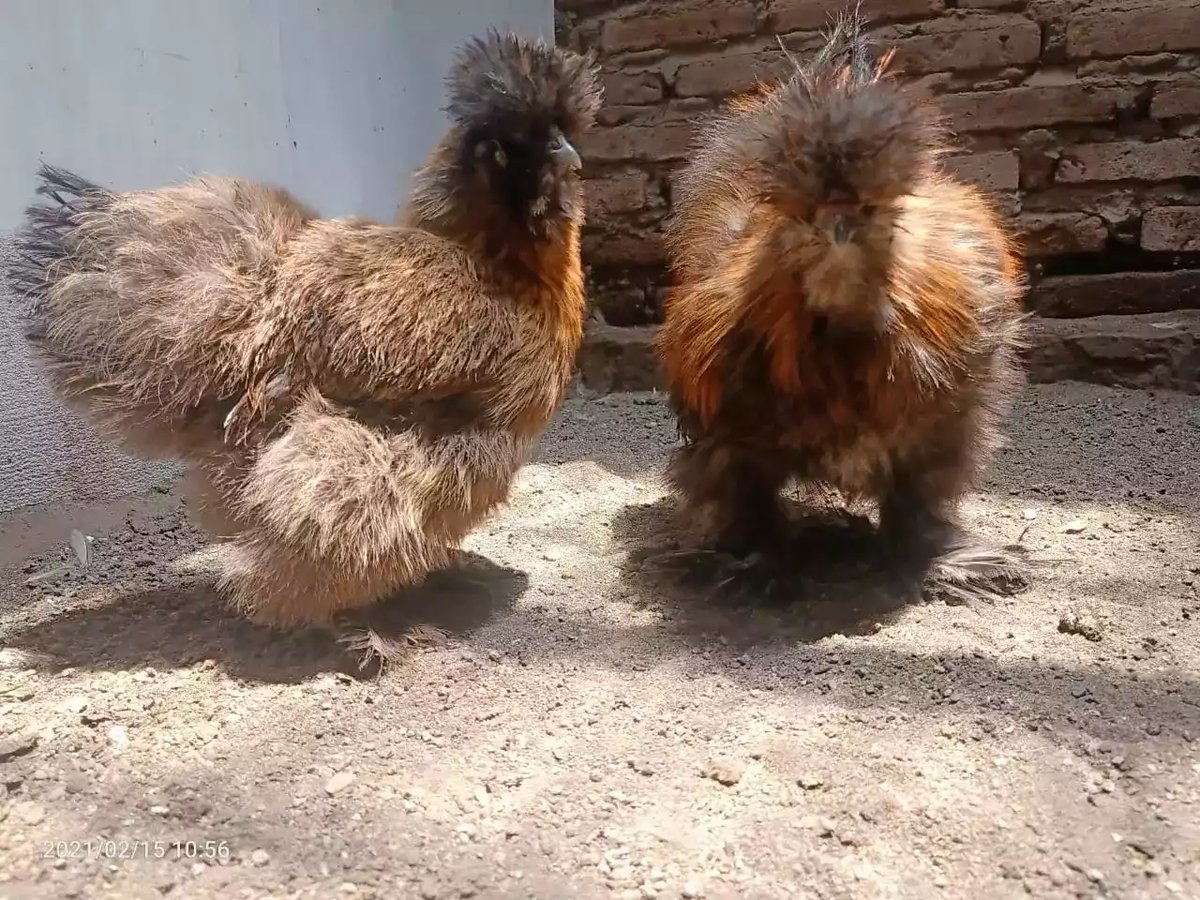 Ayam American Silkie