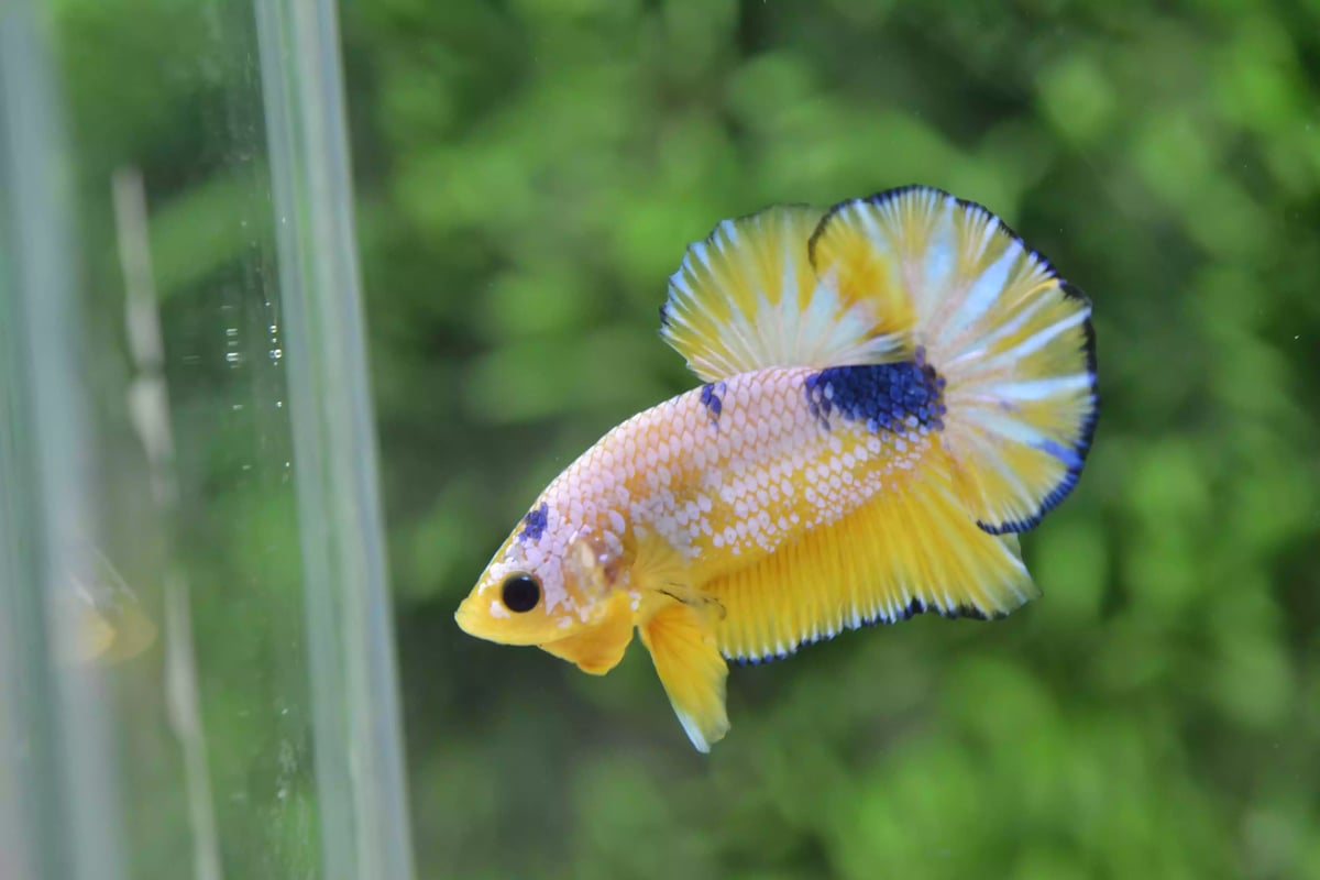 Ikan Cupang Plakat Yellow Fancy