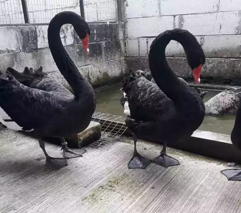 Angsa Black Swan