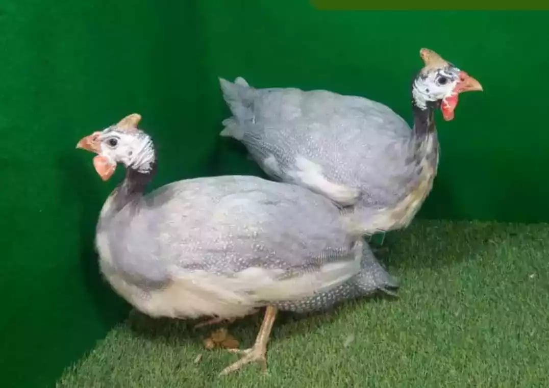 Ayam Mutiara Lavender (Silver)