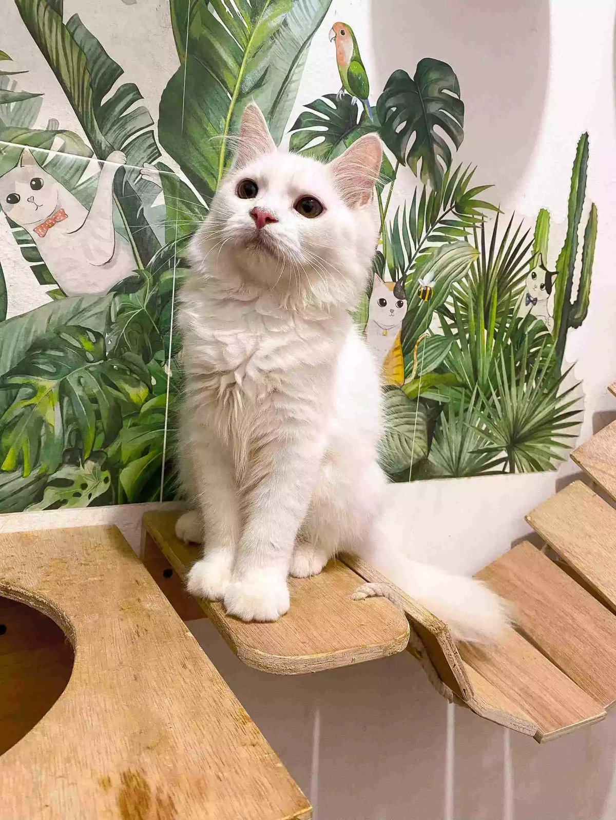 Kucing Persia Putih Full Bersih Aktif Bulu Lebat