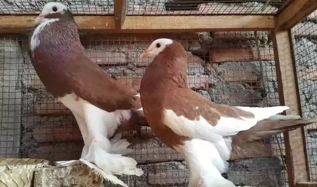 Burung Merpati Gondok