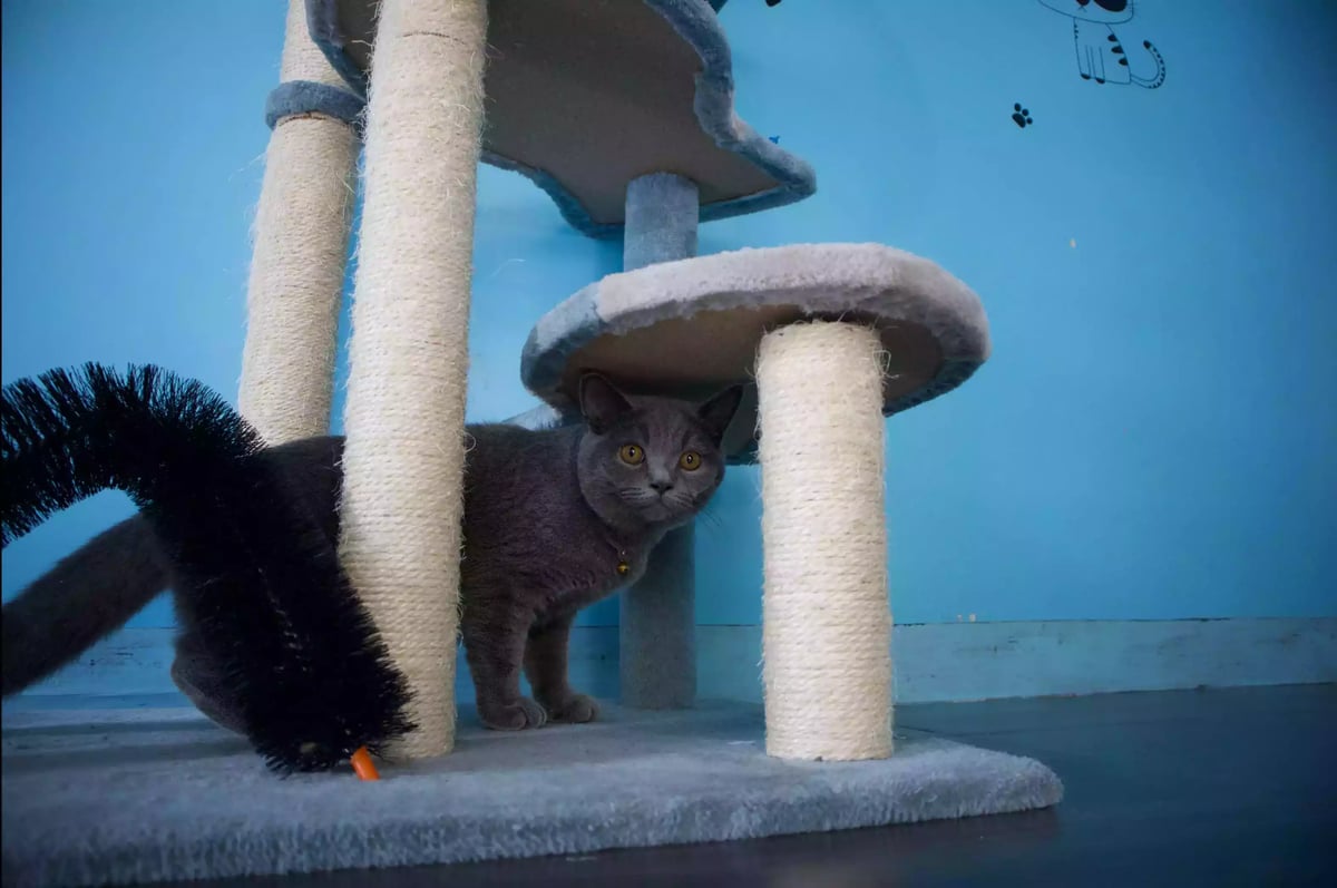 Kucing British Short Hair