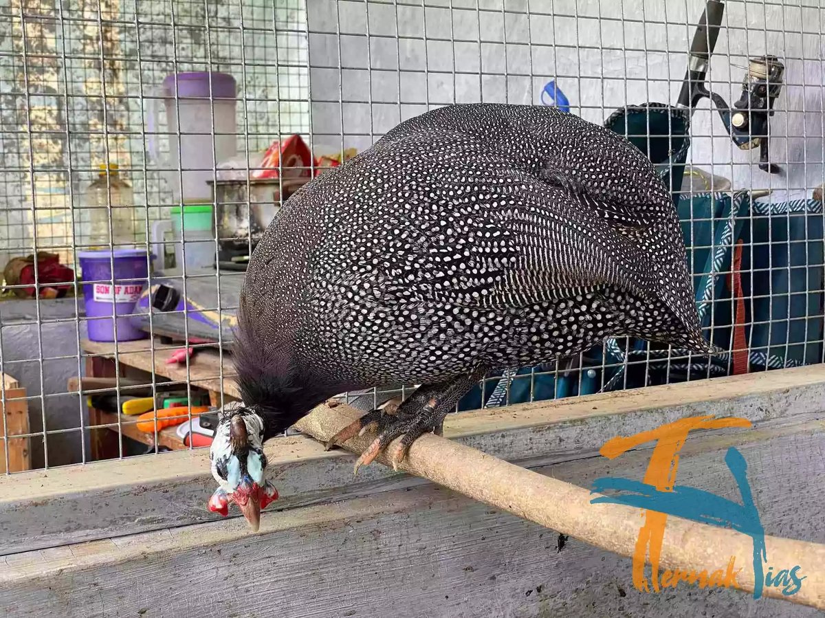 Ayam Mutiara Pearl Grey