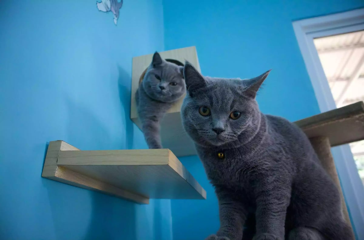 Kucing British Short Hair