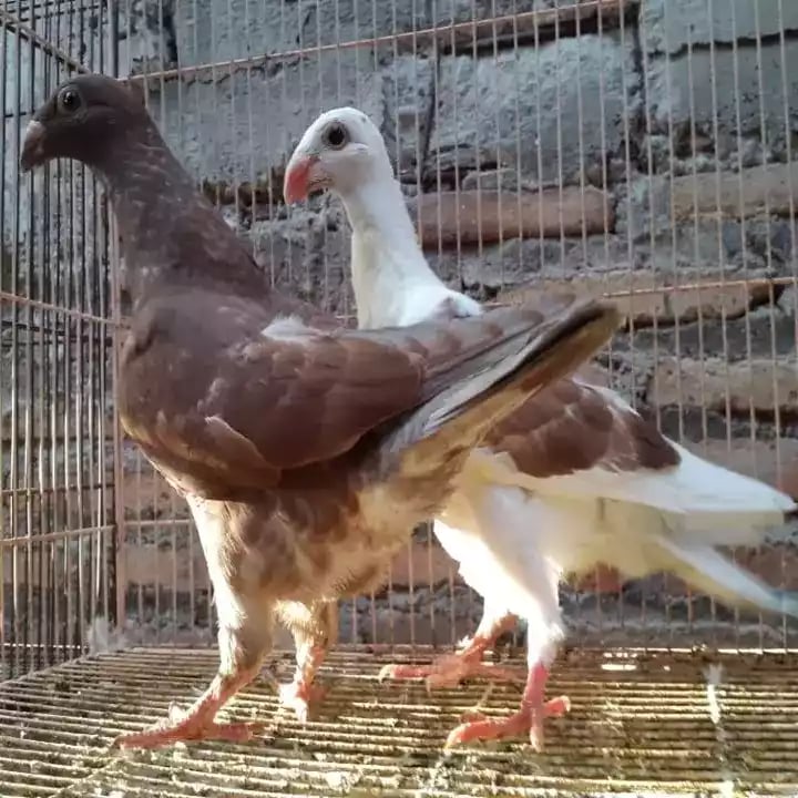 Burung Merpati Jerman GBH
