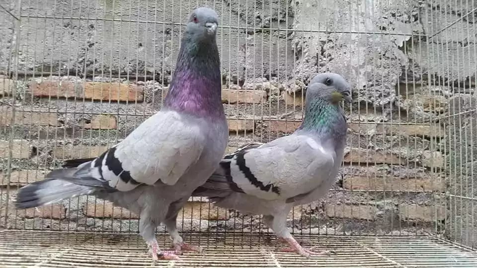 Burung Merpati Jerman GBH