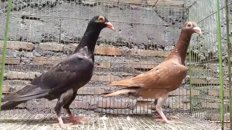 Burung Merpati English Carrier