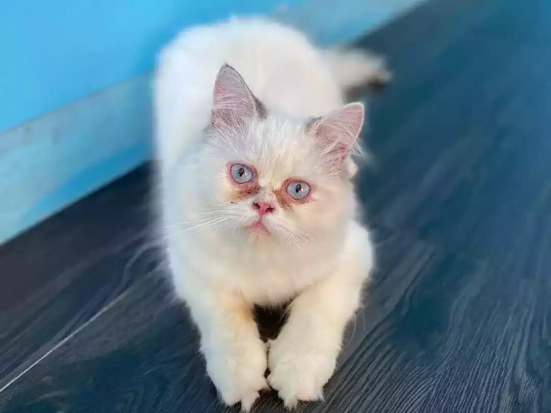 Kucing Persia Flatnose
