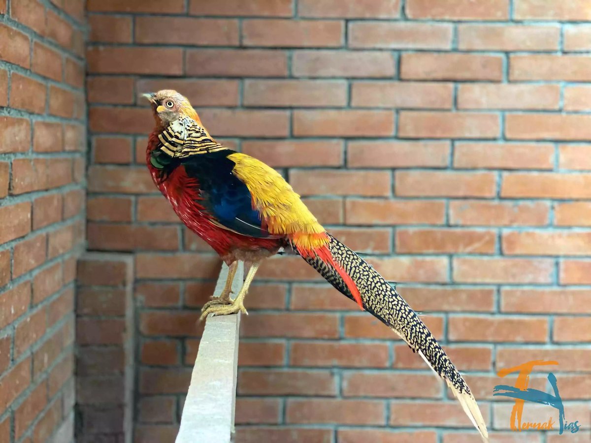 Golden Pheasant