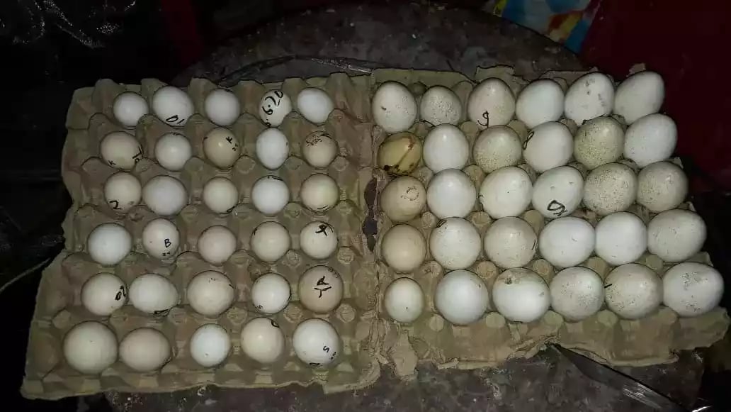Telur Kalkun Bourbon Red