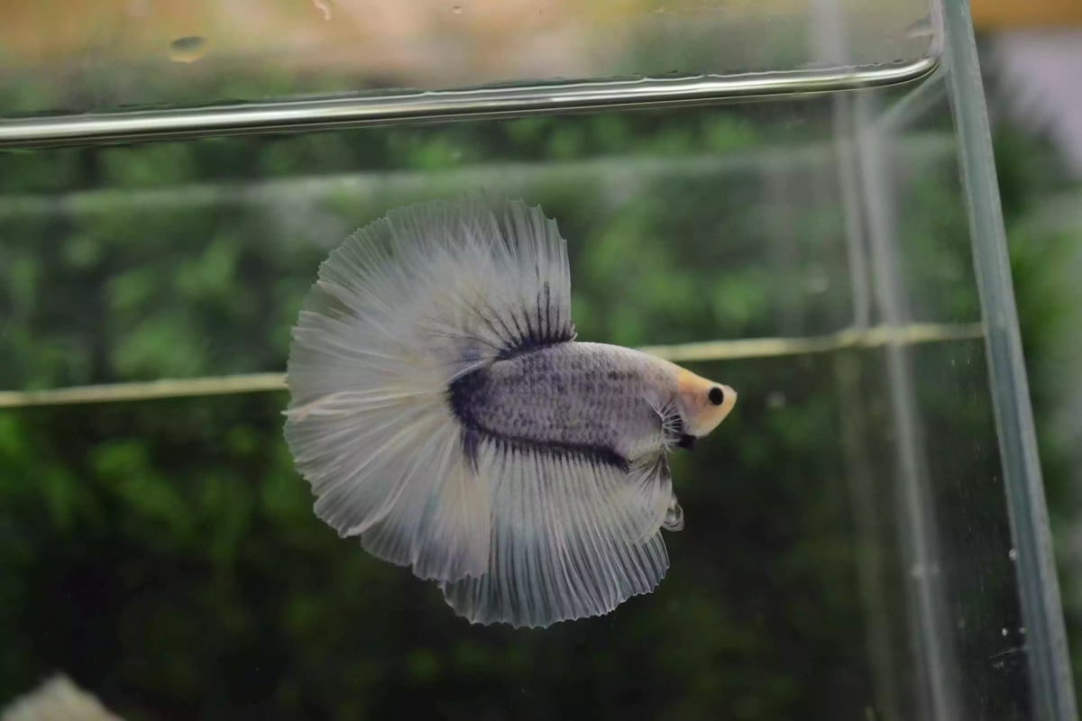 Ikan Cupang Halfmoon Grizle