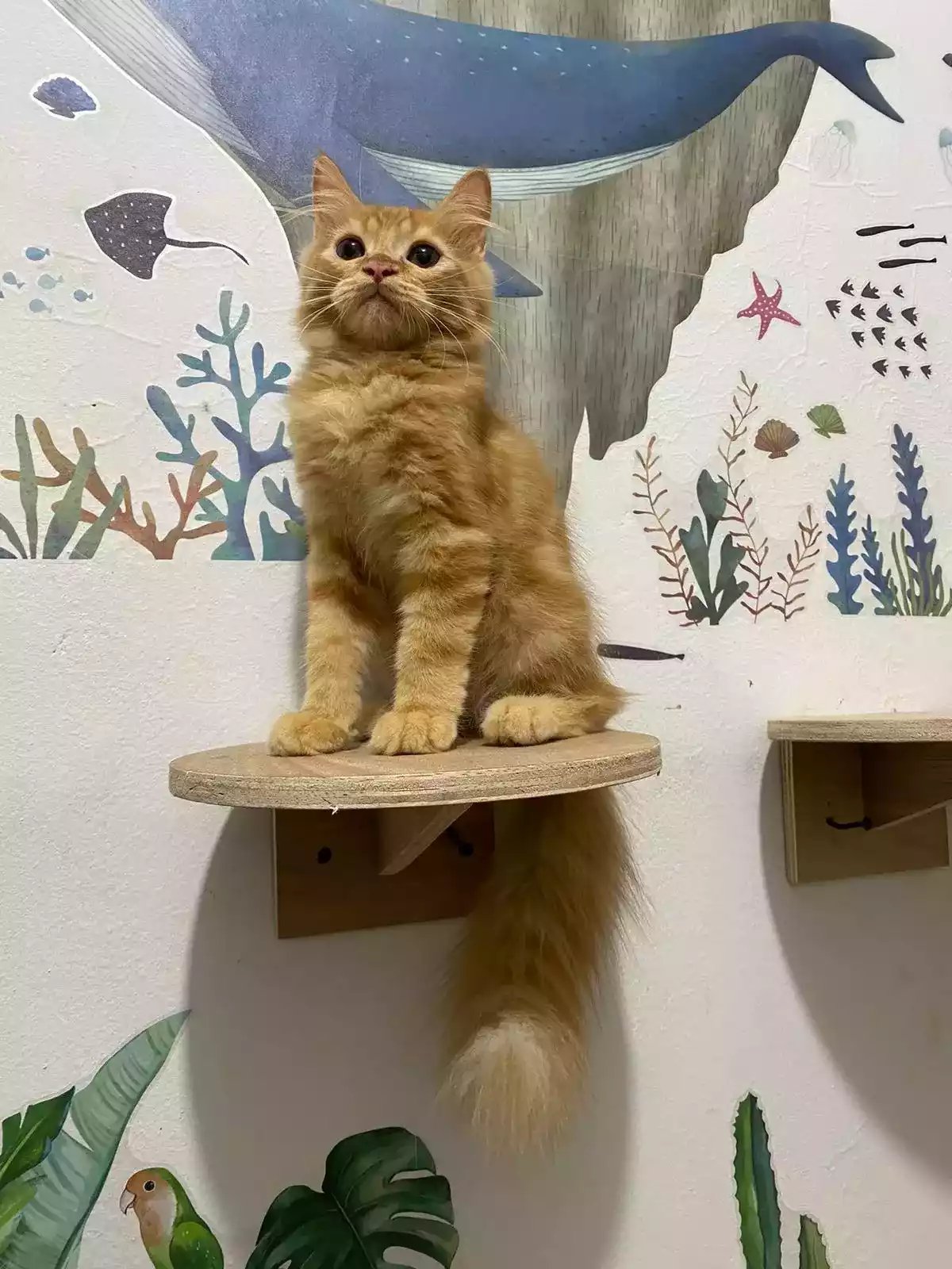 Kucing Persia Oren Belang Bersih Sehat Bulu Lebat Aktif