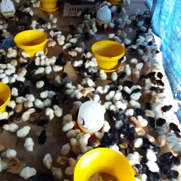 DOC Ayam Kampung Super