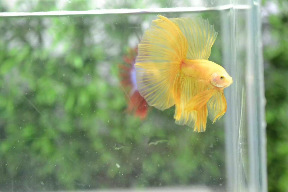 Ikan Cupang Halfmoon Yellow