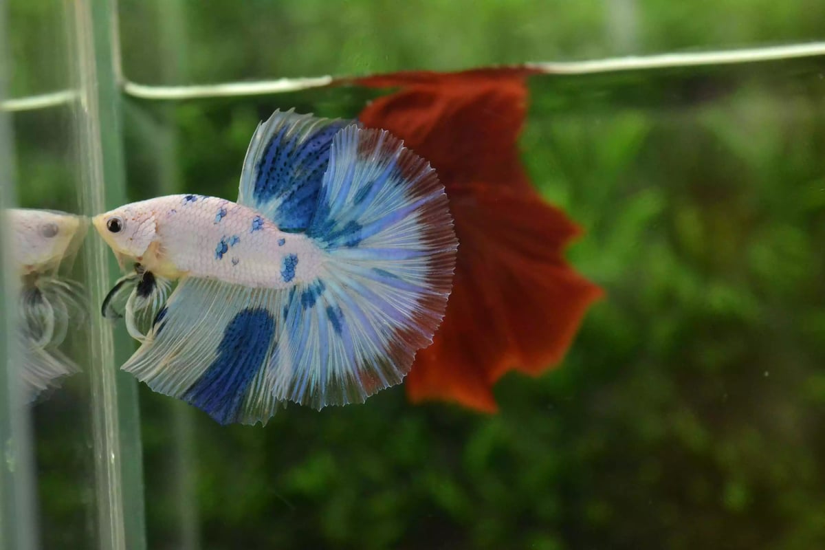 Ikan Cupang Halfmoon Marble