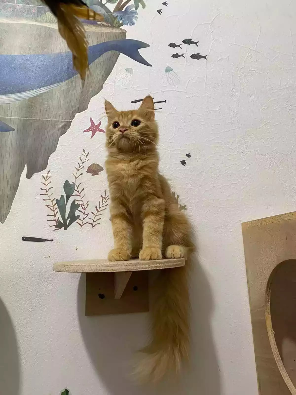 Kucing Persia Oren Belang Bersih Sehat Bulu Lebat Aktif