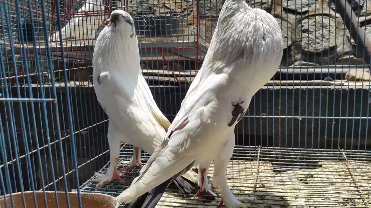 Burung Merpati Gondok