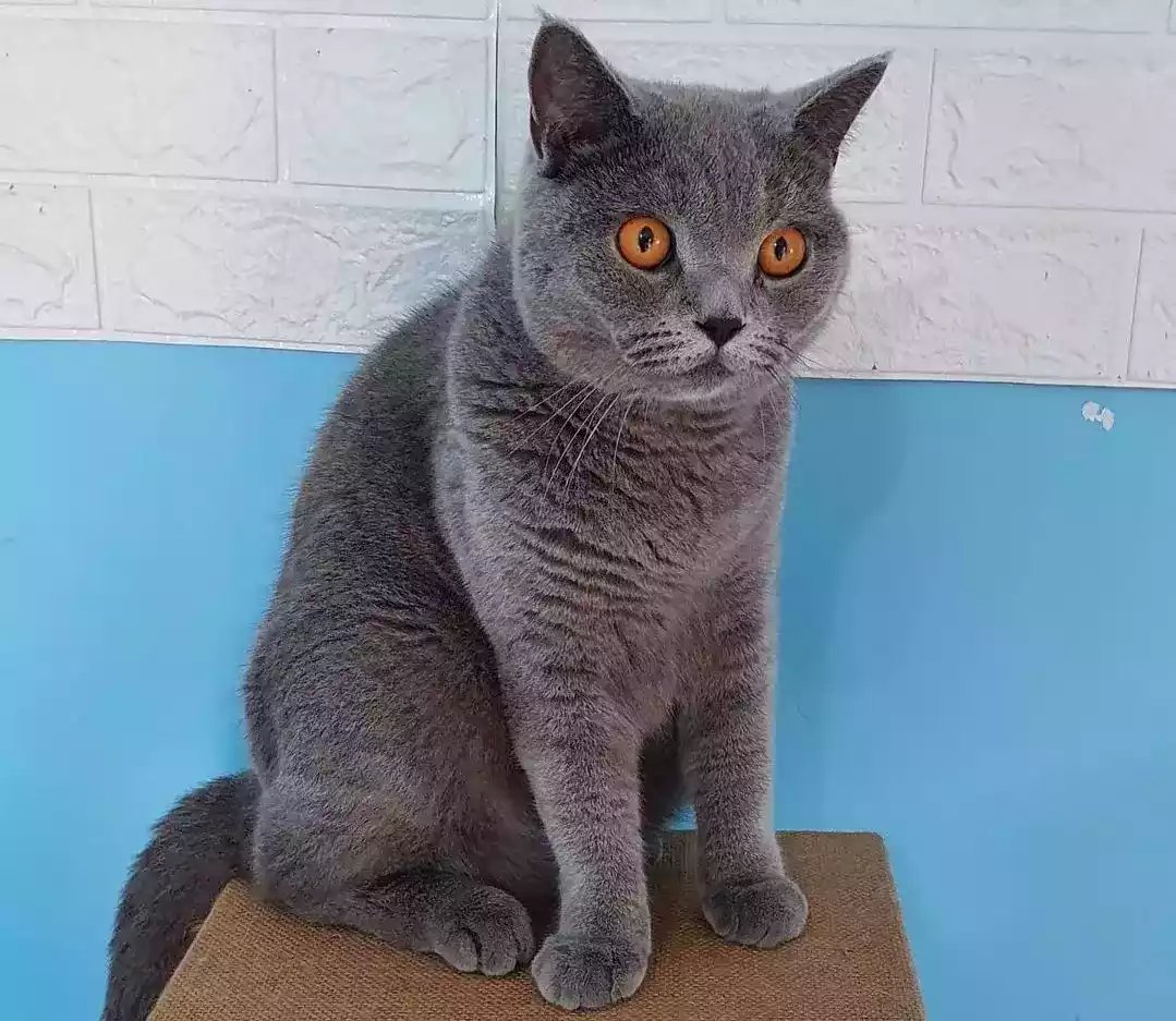 Kucing British Short Hair