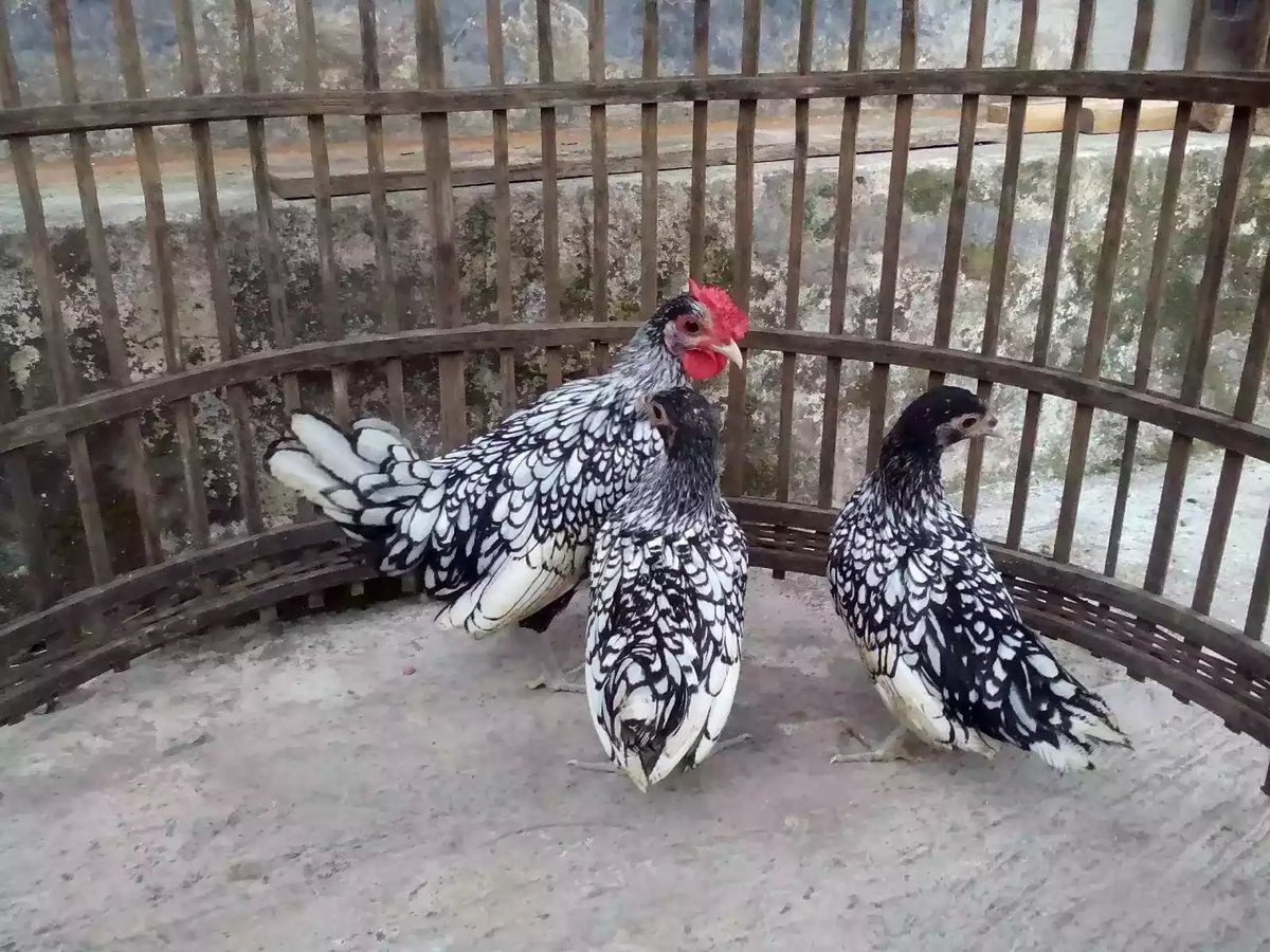 Ayam Sebright (Batik Itali)