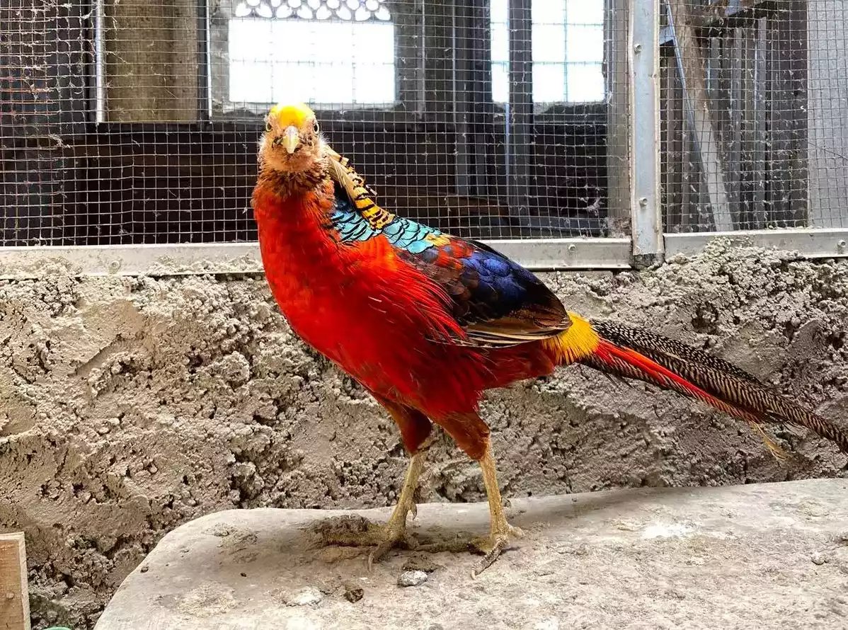 Golden Pheasant