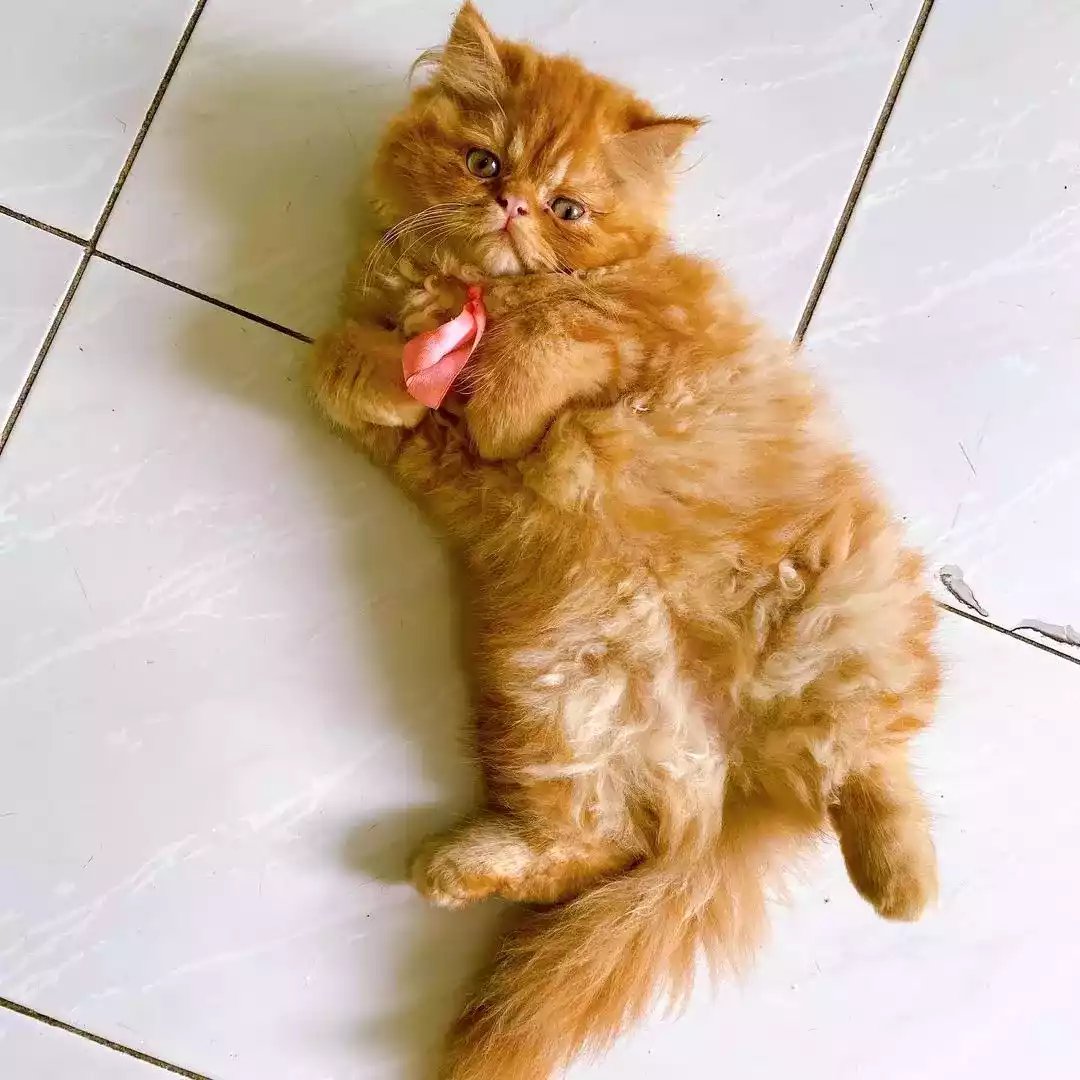 Kucing Persia Peaknose