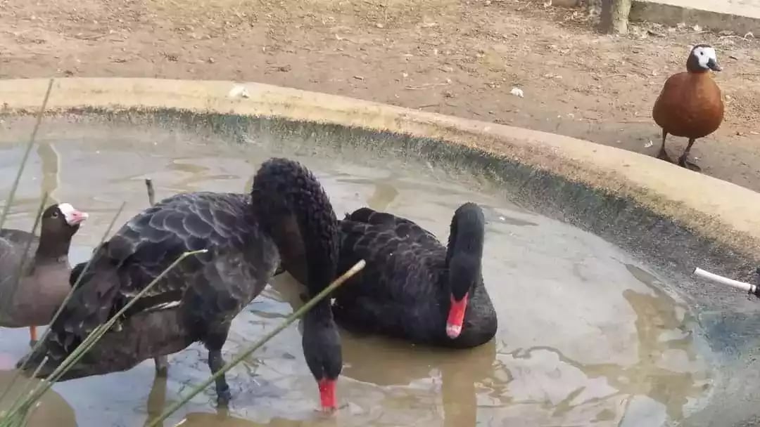 Angsa Black Swan
