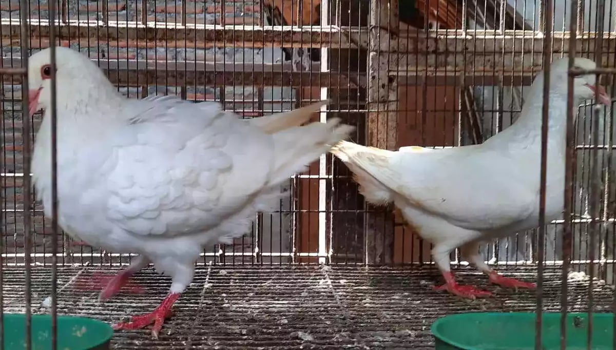 Burung Merpati King Jumbo