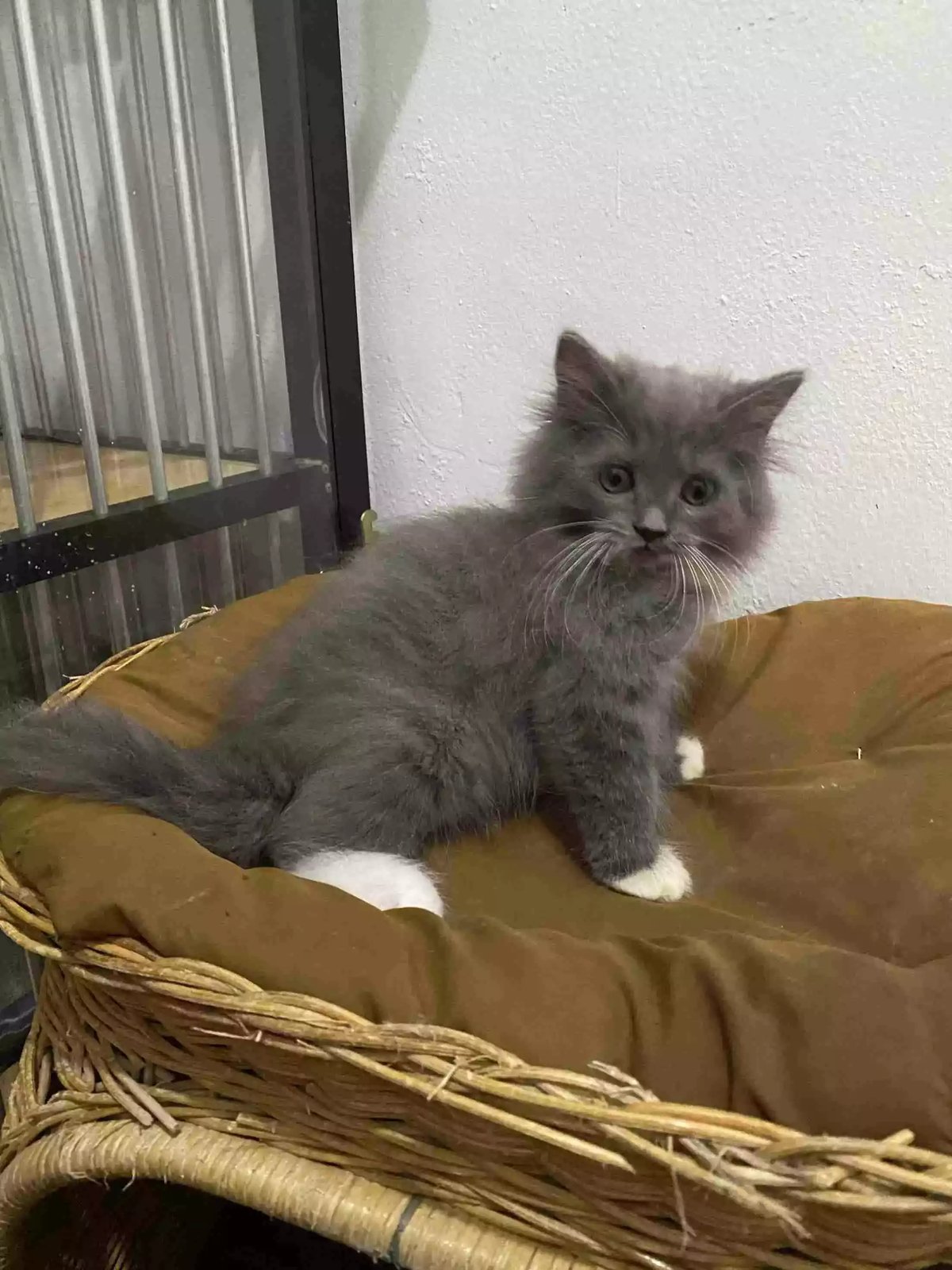 Kucing Persia Abu Abu Putih Gelap Bulu Lebat Aktif