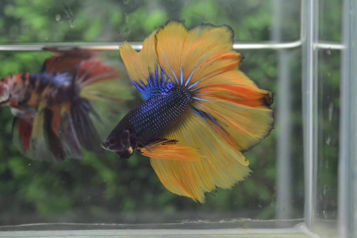 Ikan Cupang Rosetail MG Yellow Blue