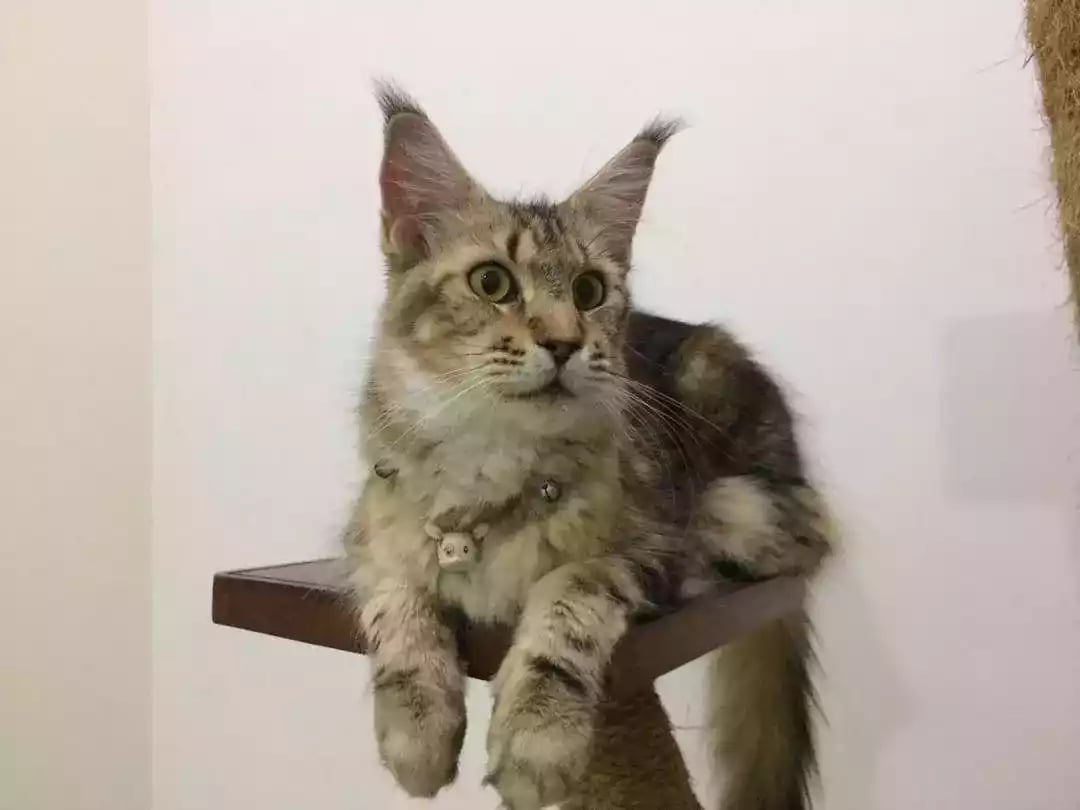 Kucing Maine Coon