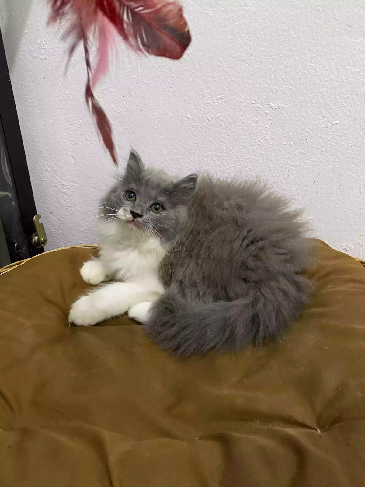 Kucing Persia Abu Abu Putih