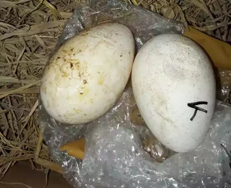 Telur Ayam Mutiara Lavender (Silver)