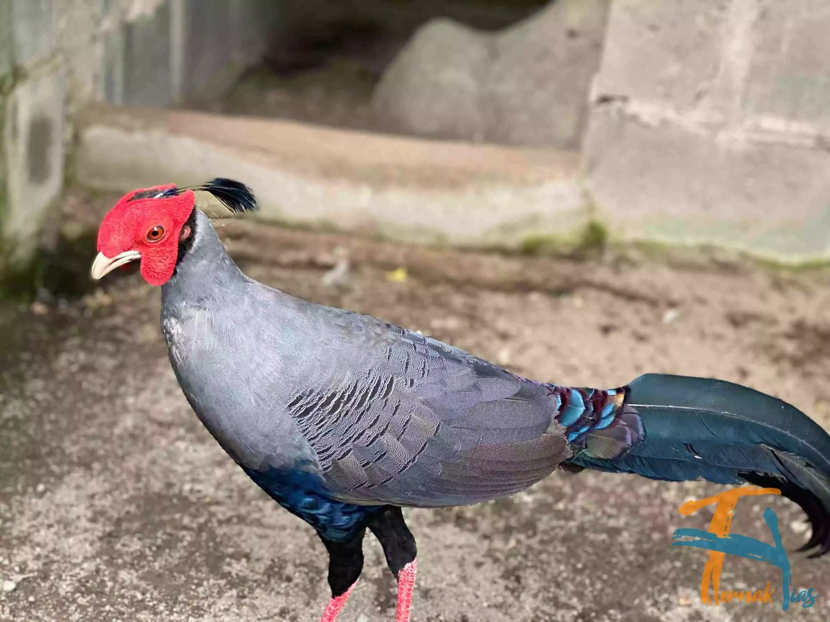 Siamese Fireback Pheasant