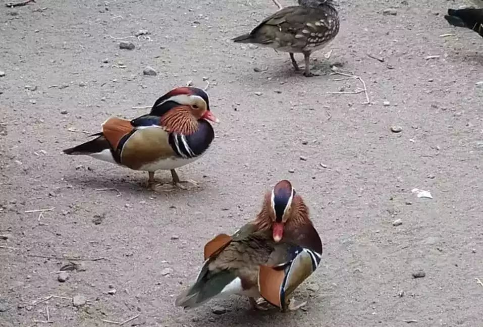 Bebek Mandarin