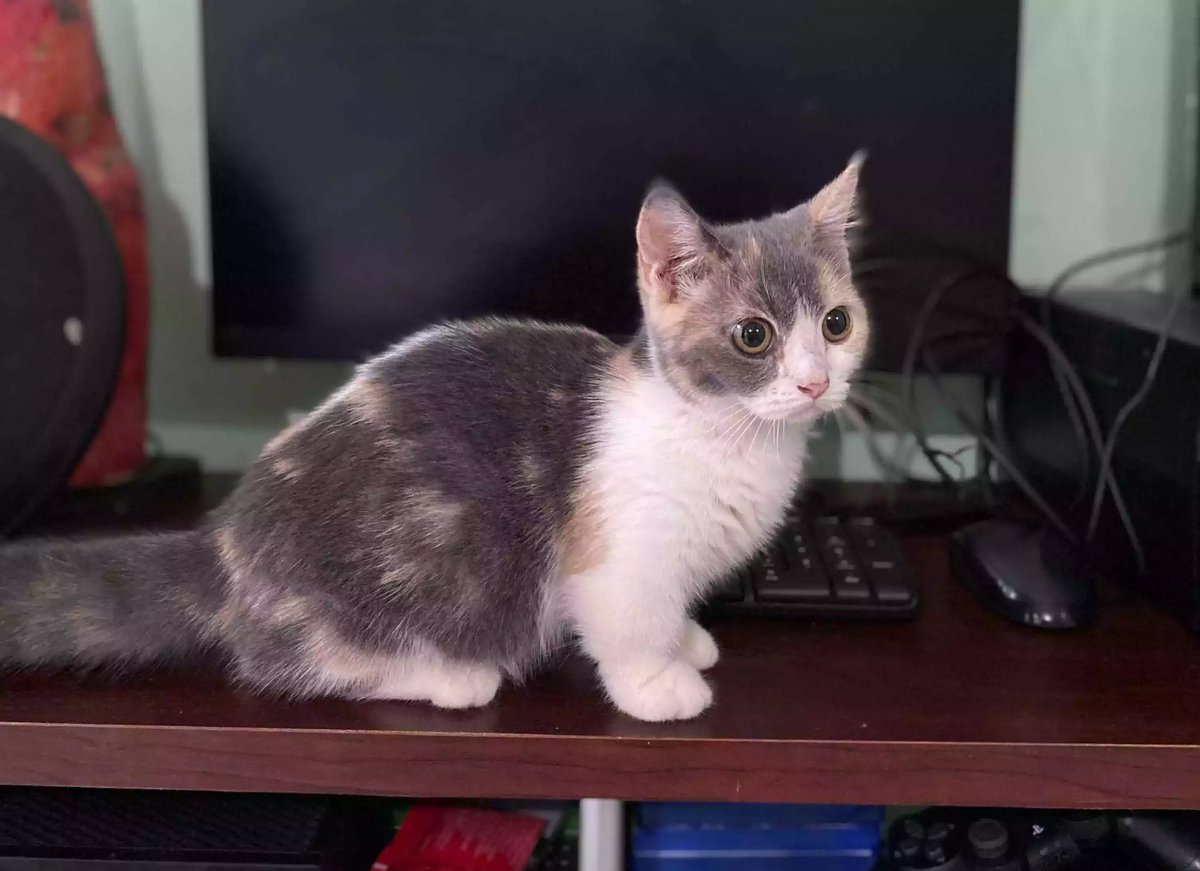 Kucing Munchkin Short Hair