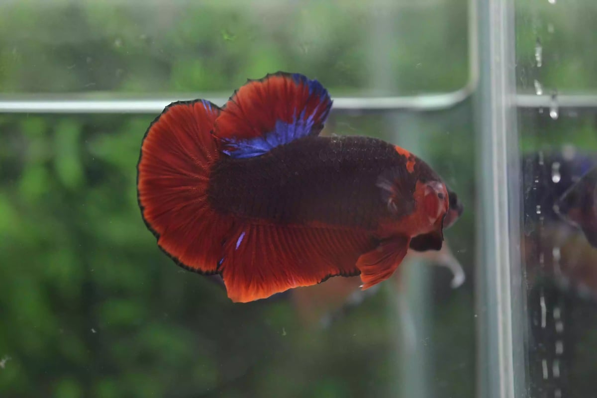 Ikan Cupang Plakat Line Hellboy