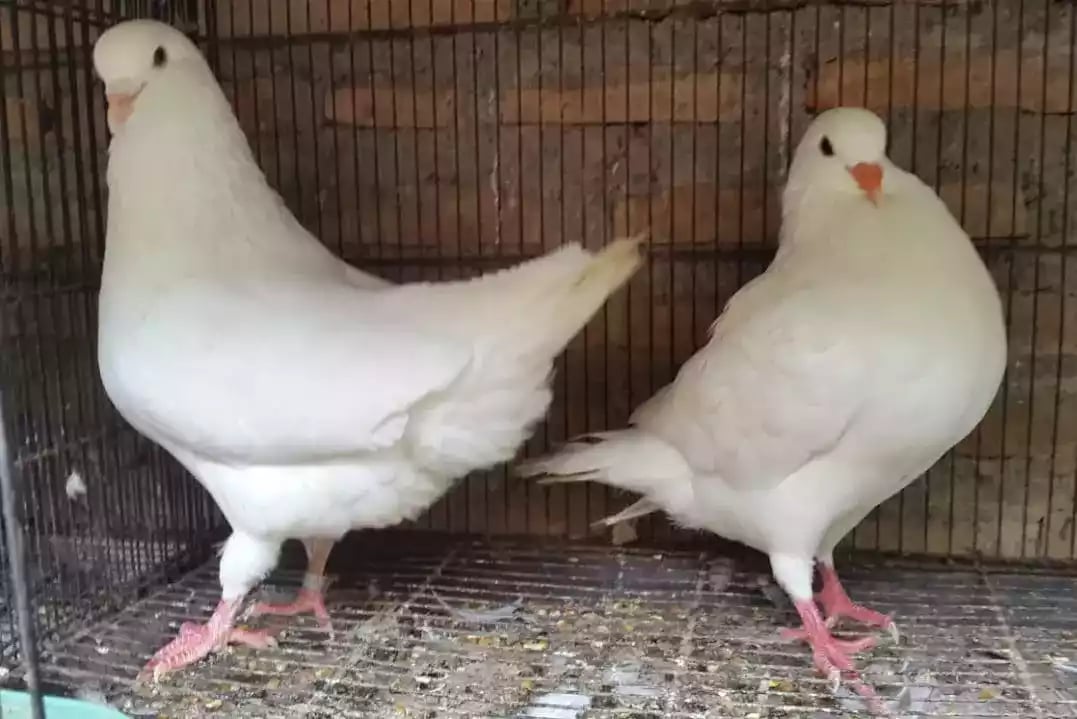 Burung Merpati King Jumbo