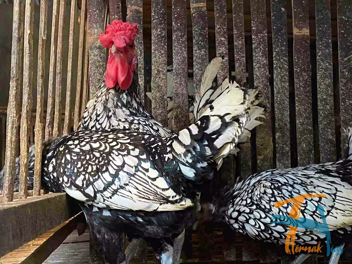 Ayam Sebright (Batik Itali)
