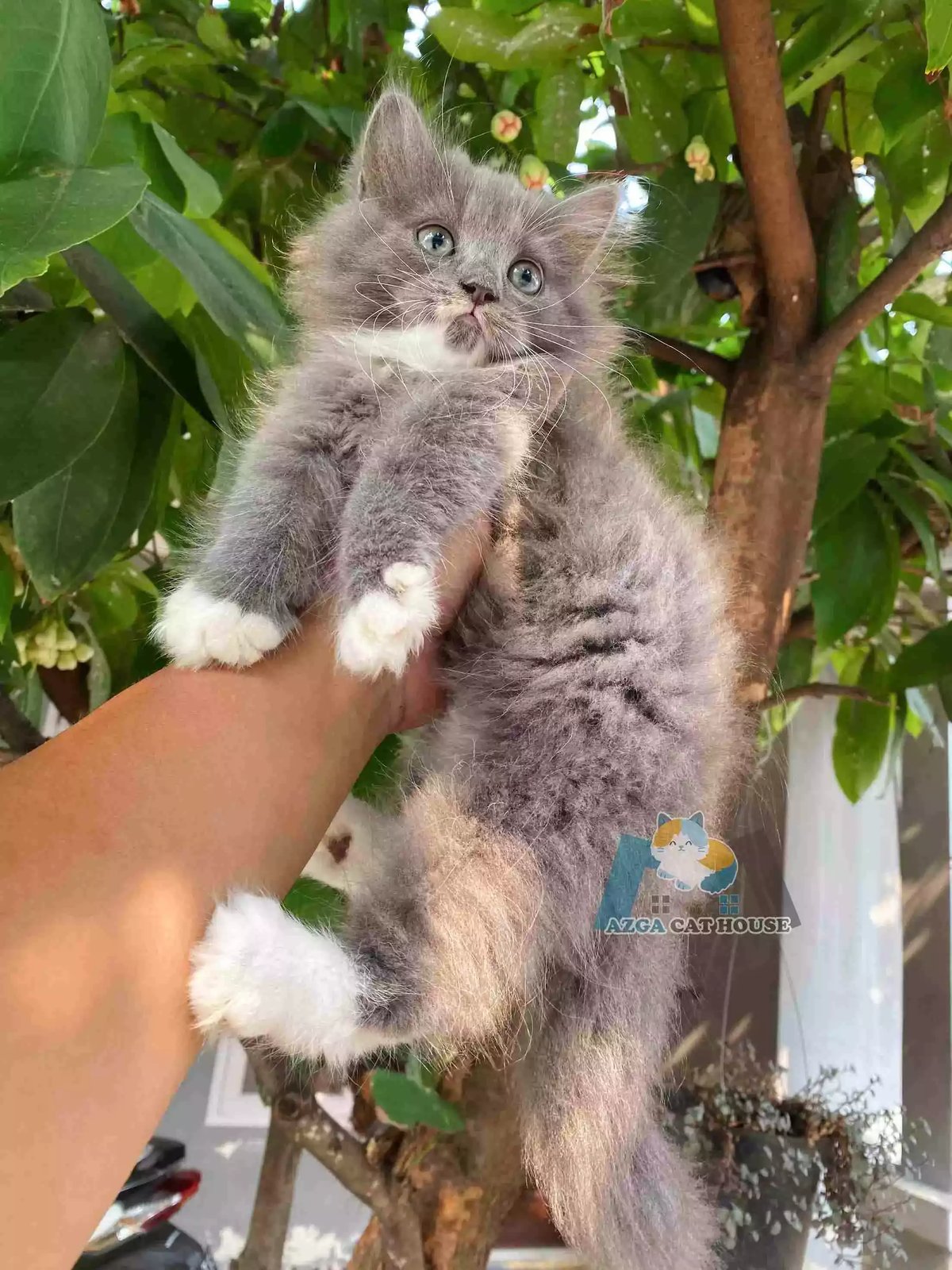 Kucing Persia Abu Abu Putih Gelap Bulu Lebat Aktif