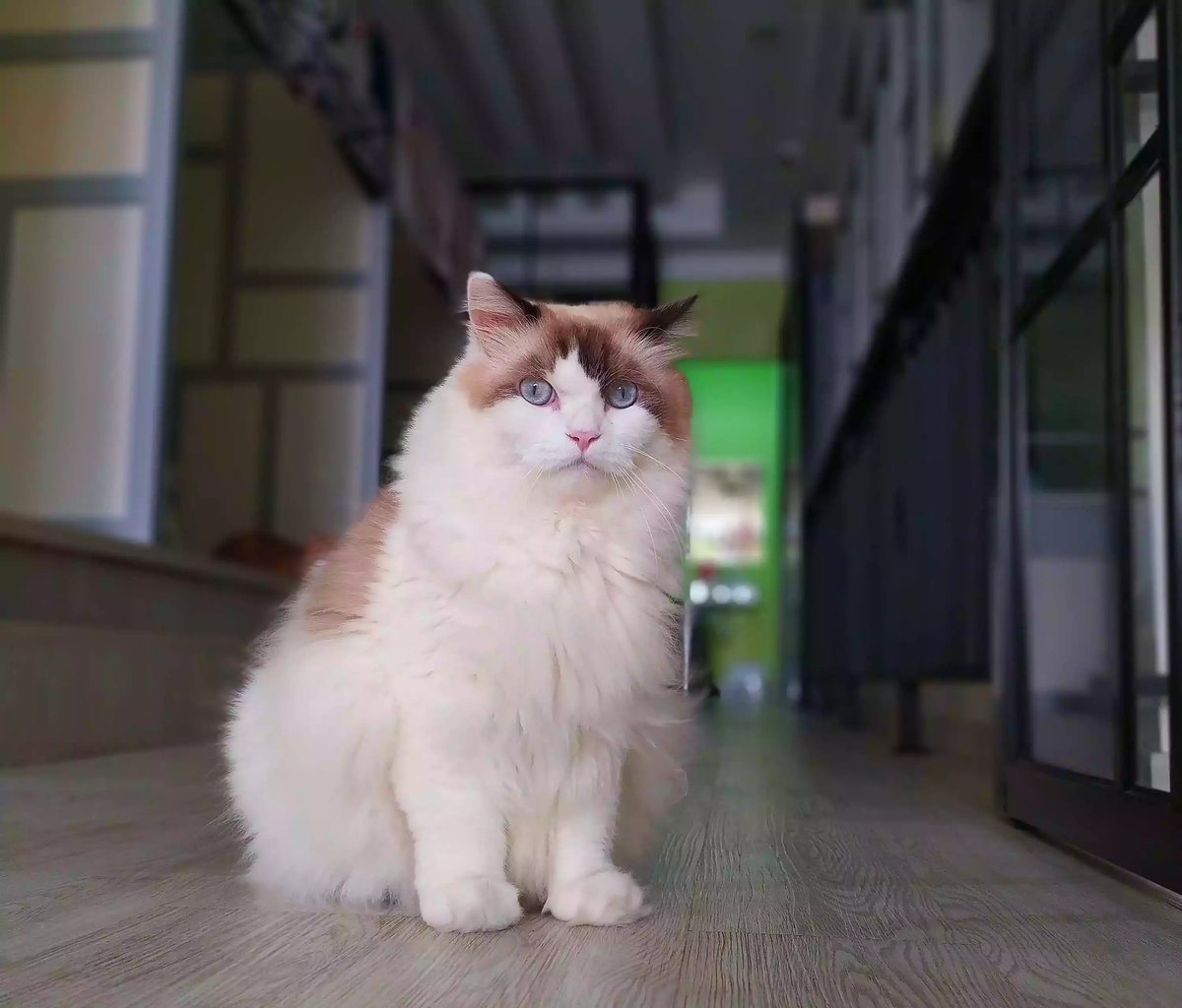 Kucing Ragdoll
