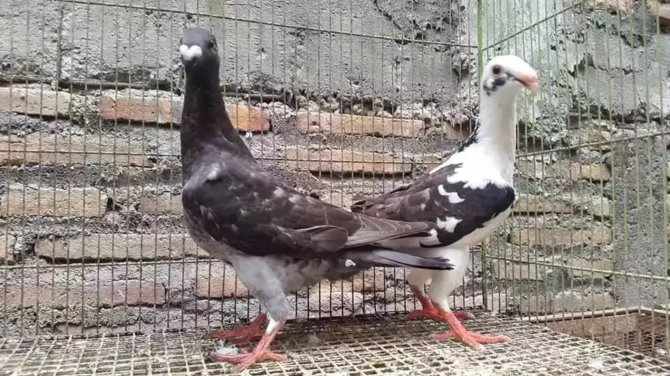 Burung Merpati English Carrier