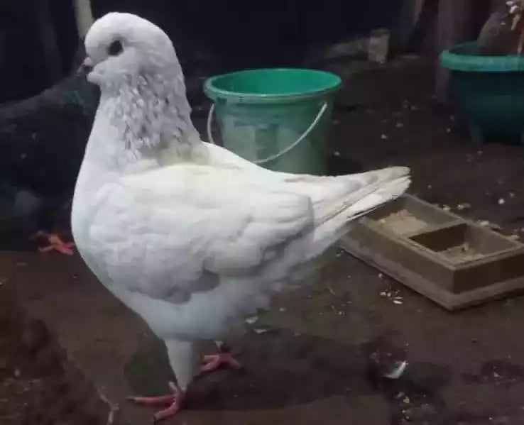 Burung Merpati King Jumbo