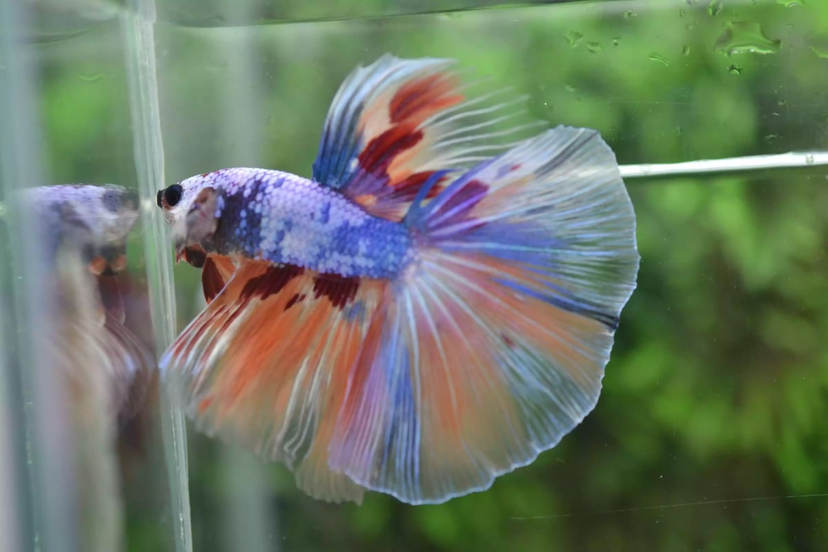 Ikan Cupang Halfmoon Fancy Nemo